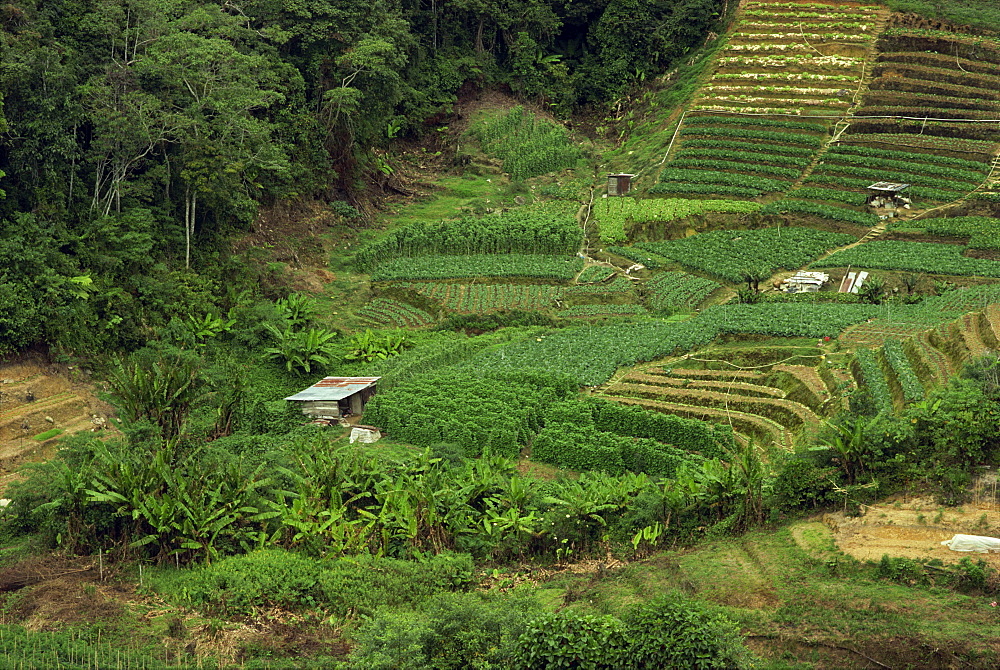 Small fields of crops in the Cameron Highlands in Perak Province, Malaysia, Southeast Asia, Asia