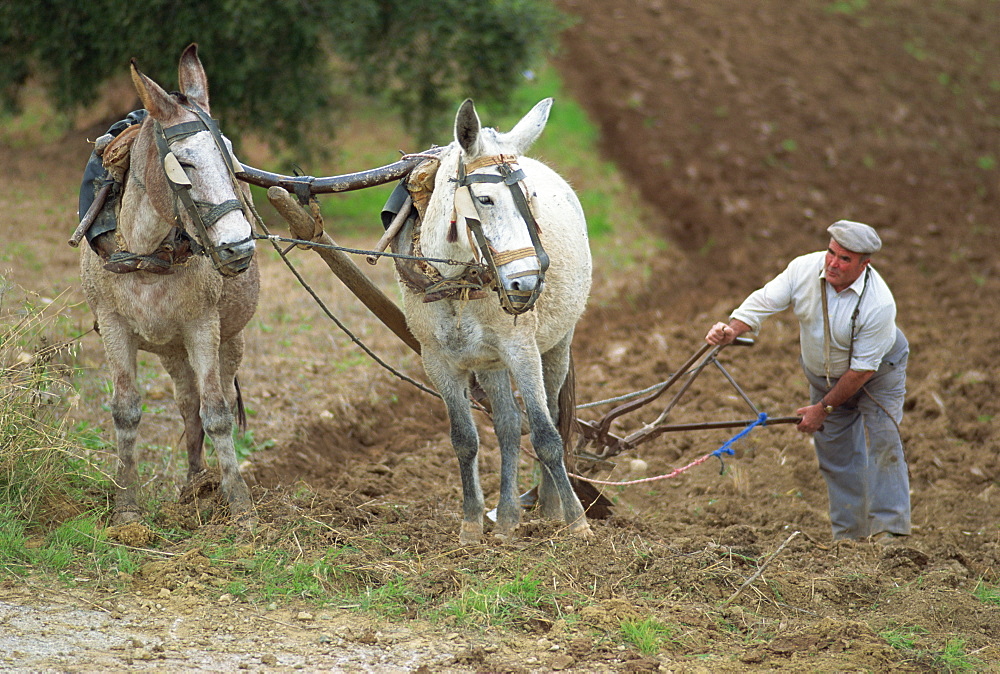 Ploughing with donkeys, near Olvera, Cadiz, Andalucia, Spain, Europe