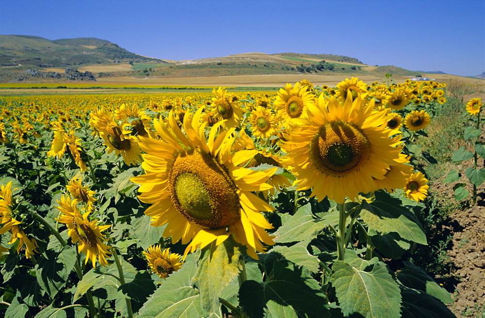 Sunflowers, Andalucia (Andalusia), Spain, Europe