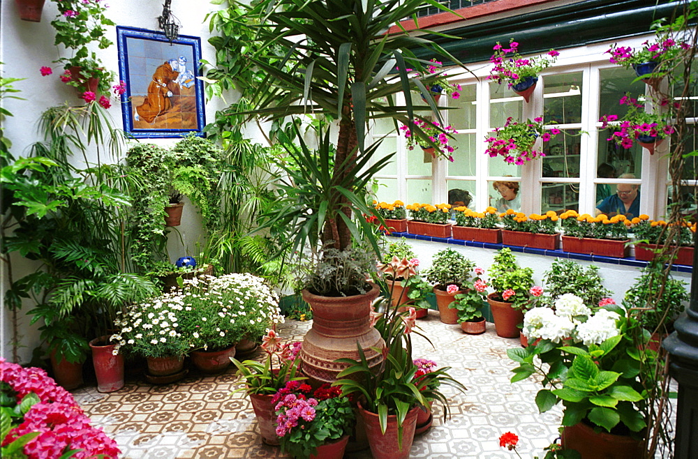 Cordoba - Spain - May Festivals - A patio open to the public during the annual competition for best patios