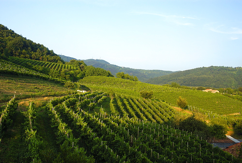 vineyards near Padua, The Veneto, Italy