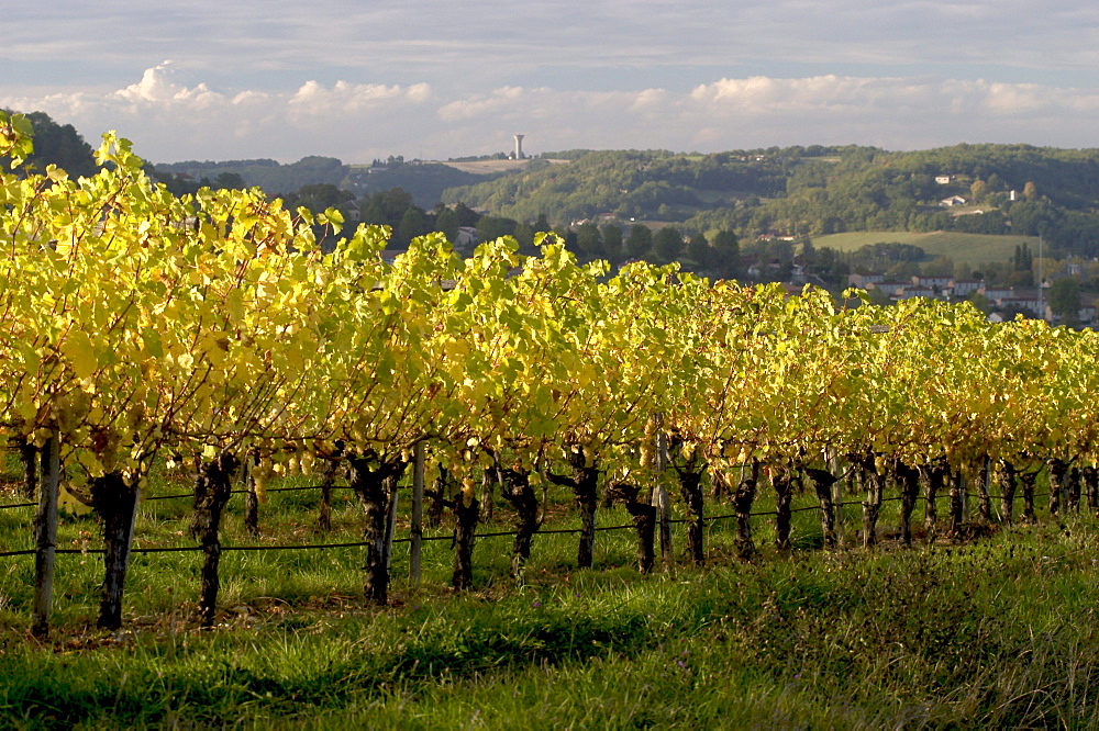 Vineyard, Tarn et Garonne, Midi-Pyrenees, France, Europe