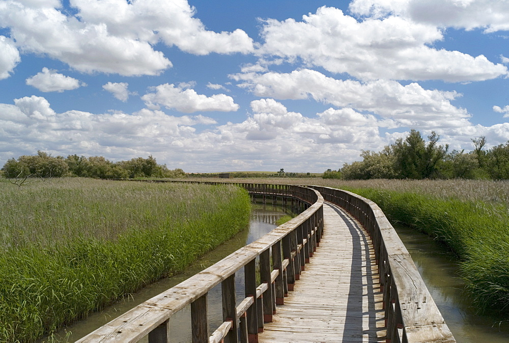 Boardwalk in the Tablas de Daimiel National Park, La Mancha, Spain, Europe