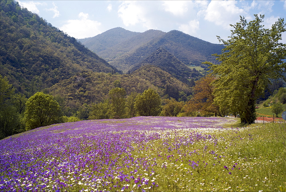 Spring flowers, Cantabria, Spain, Europe