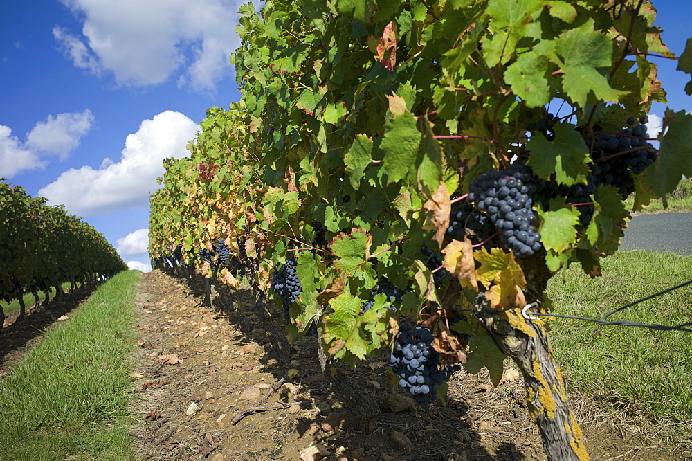 Vineyard, Saumur, Maine-et-Loire, Loire Valley, France, Europe