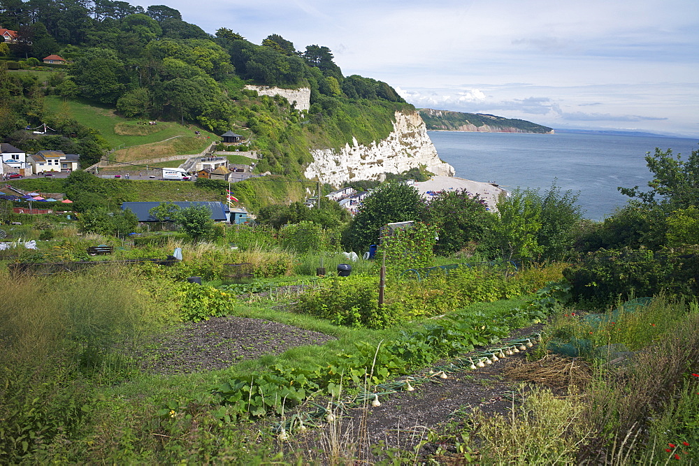 Allotments on the coast at Beer, Devon, England, United Kingdom, Europe