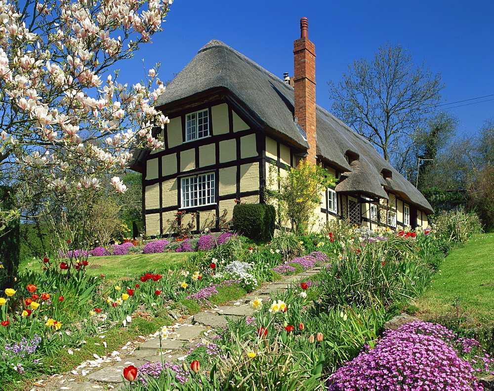 Timber framed thatched cottage and garden with spring flowers at Eastnor in Hereford and Worcester, England, United Kingdom, Europe