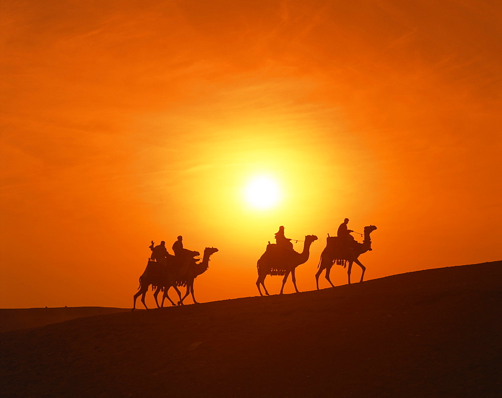 Riders silhouetted on camels at sunset, Giza, Cairo, Egypt, North Africa, Africa