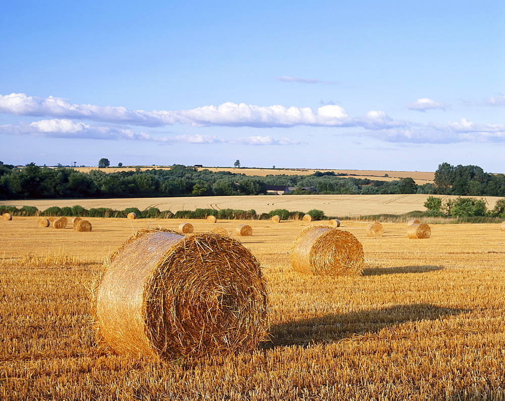 Agricultural landscape with straw bales in a cut wheat field 