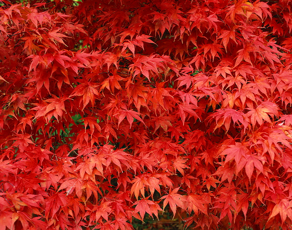 Close-up of Acer tree foliage in autumn