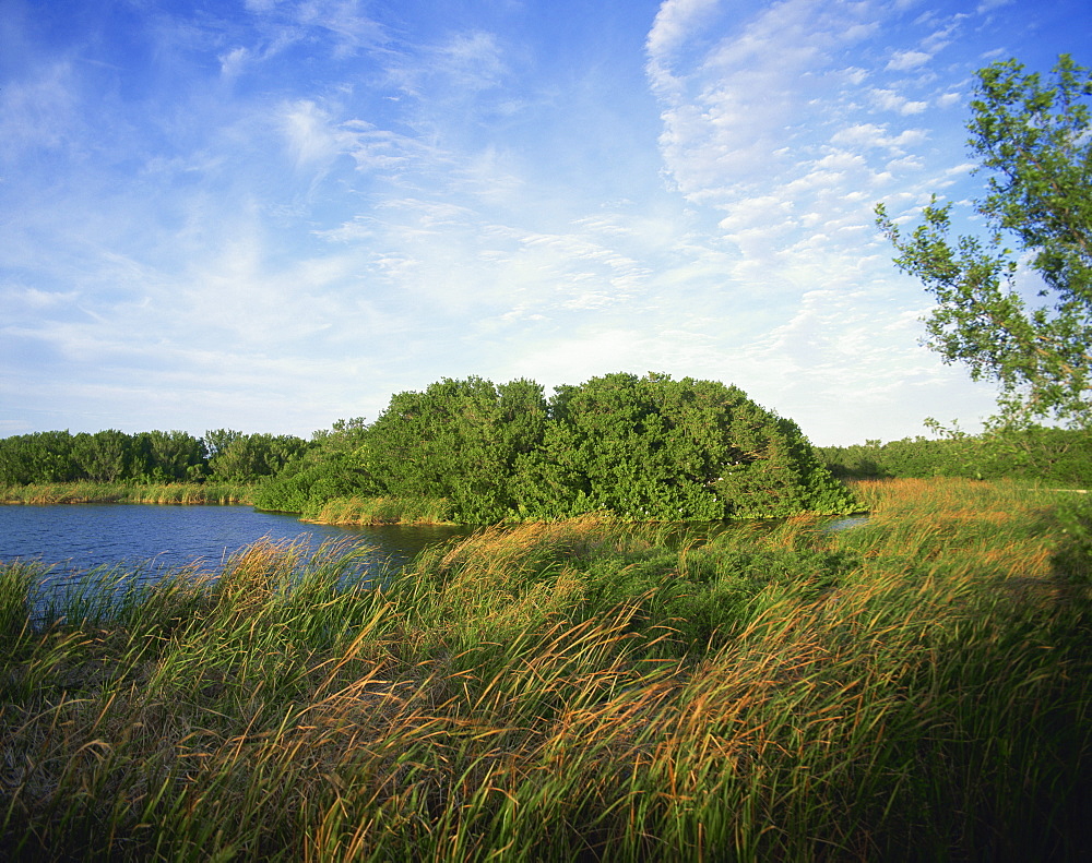 Reeds and waterway, Everglades National Park, Florida, United States of America, North America