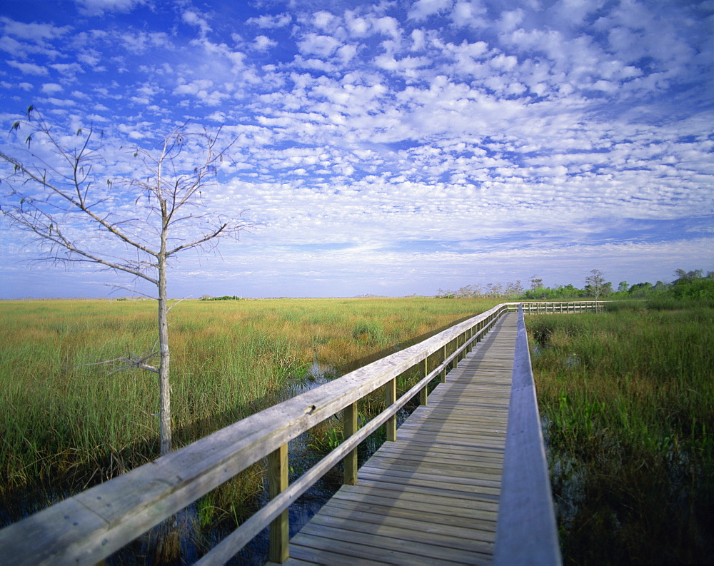 Viewing walkway, Everglades National Park, Florida, United States of America, North America