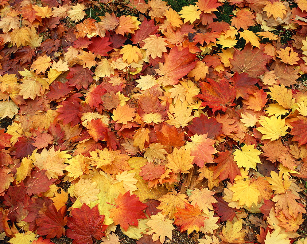 Carpet of autumn leaves