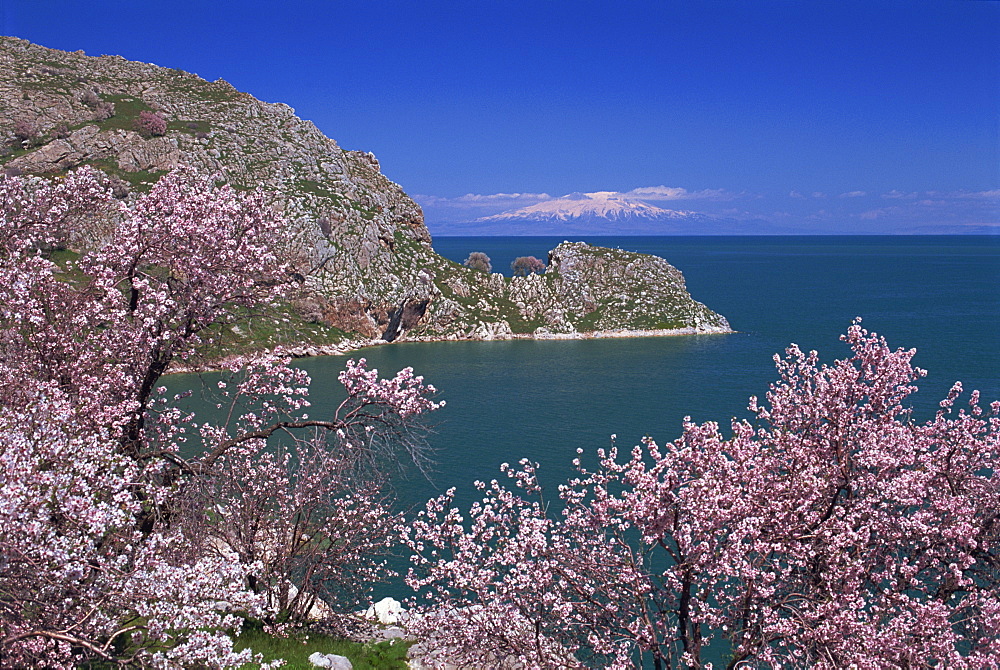 Coastline of Akdamar Island on Lake Van, with Mount Ararat on horizon, Anatolia, Turkey, Asia Minor, Eurasia