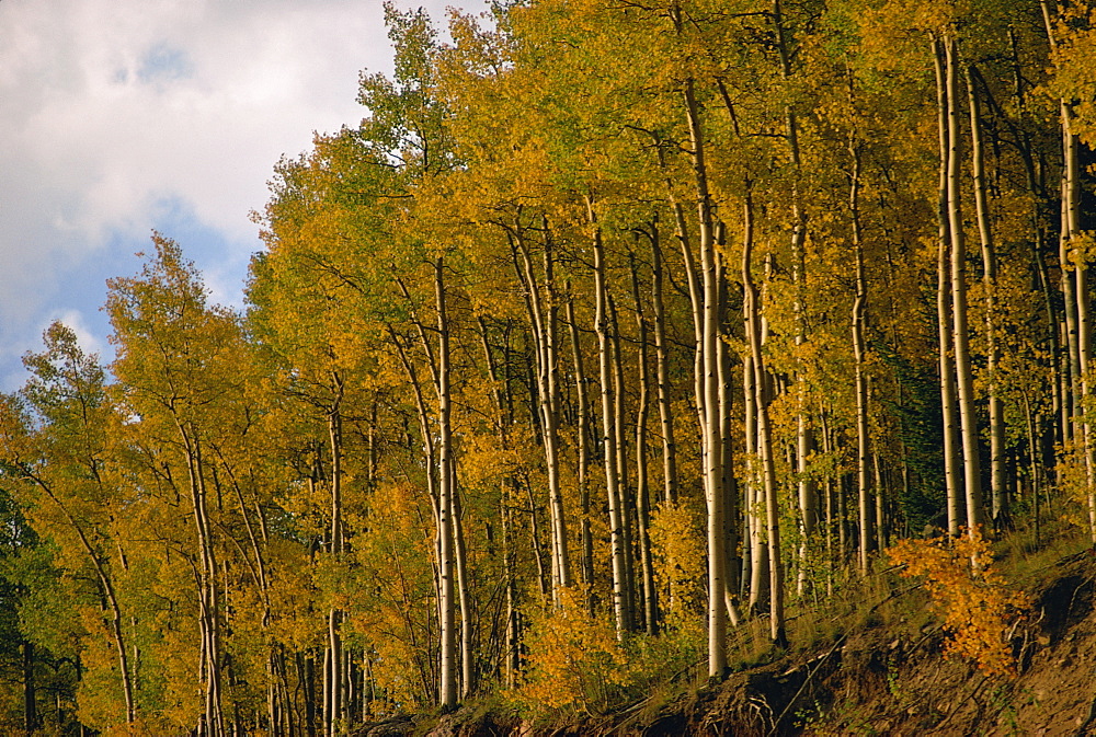 Trees in autumnal hues