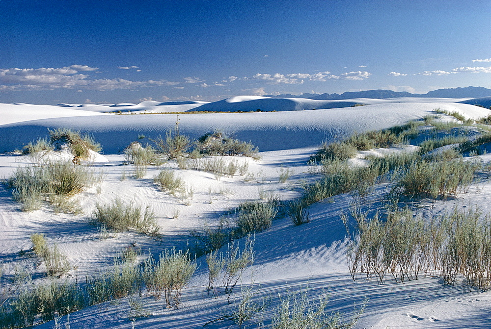 White Sands desert, New Mexico, United States of America (U.S.A.), North America