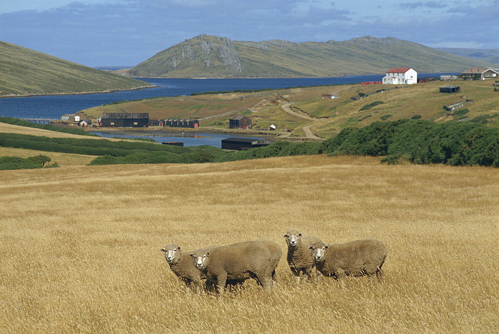 Sheep in field of golden grass at Port Howard in the Falkland Islands, South America