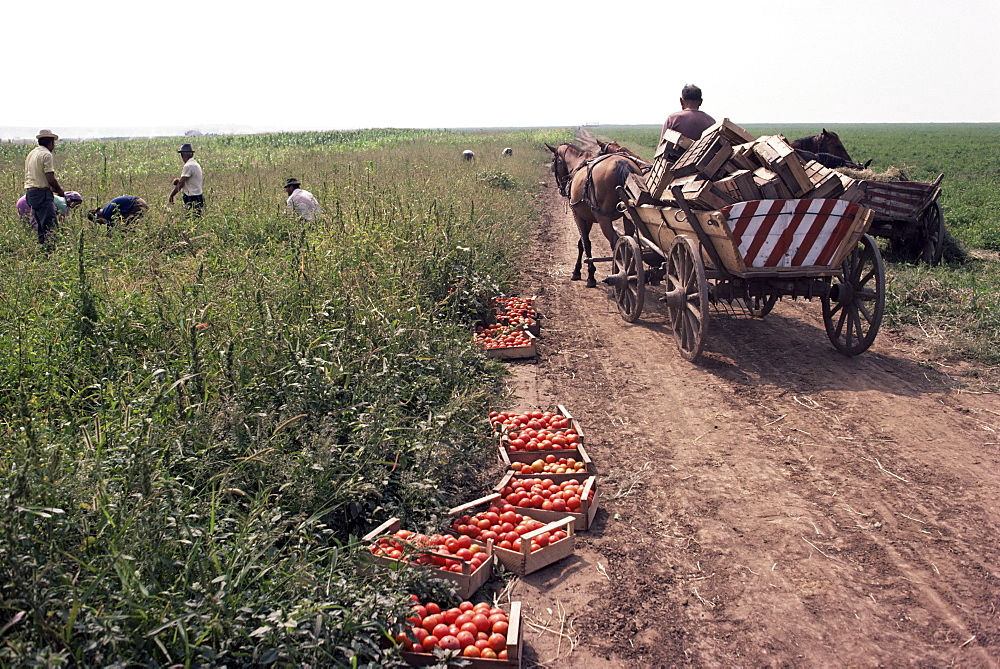 Harvesting tomatoes, Cetate, Romania, Europe