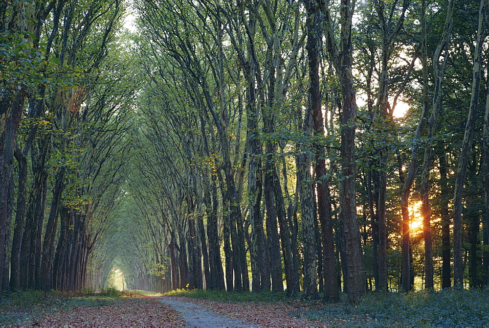 Avenue of trees with sun low in the sky behind, at Versailles, Ile de France, France, Europe