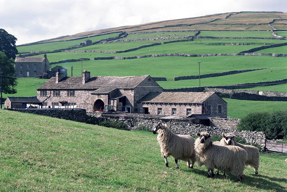 Sheep and farm, Fox Up, Yorkshire, England, United Kingdom, Europe