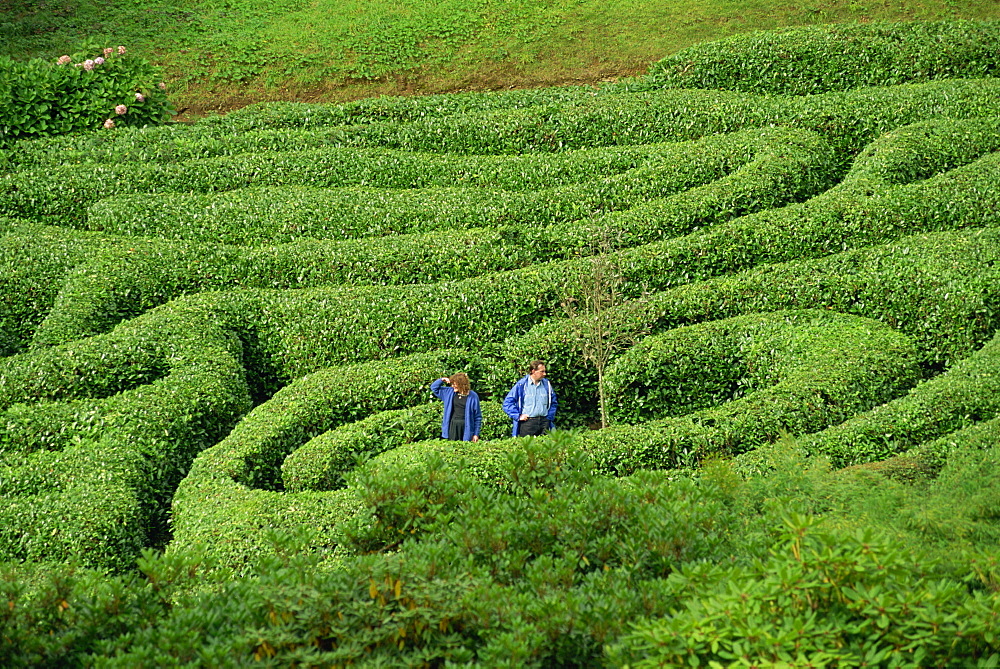 Two people lost in Glendurgan Maze, near Falmouth, Cornwall, England, United Kingdom, Europe