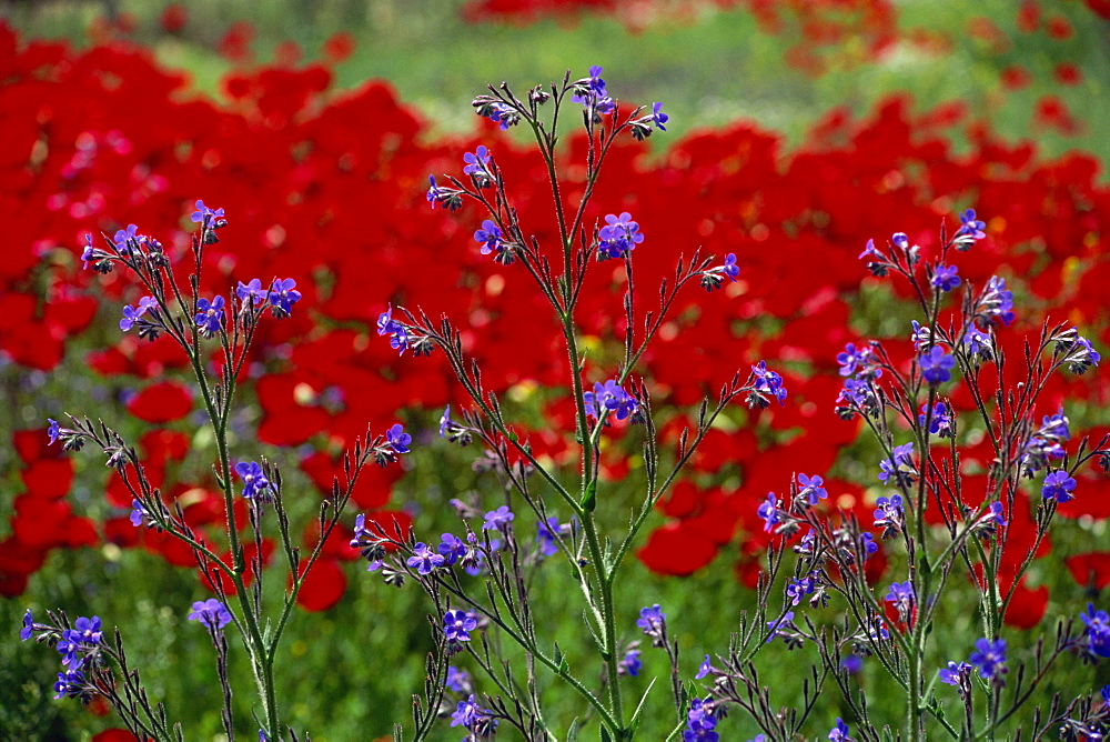 Wild flowers and poppies, Anatolia, Turkey, Asia Minor, Eurasia