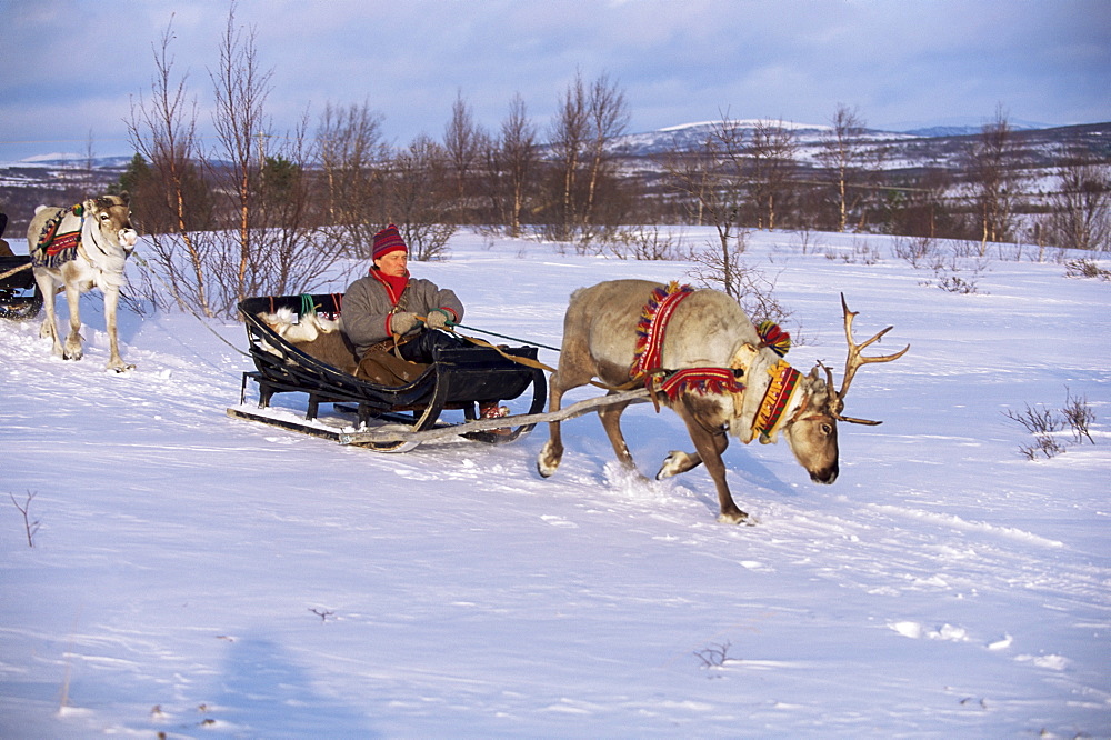 Southern Lapp with reindeer sledge, Roros, Norway, Scandinavia, Europe