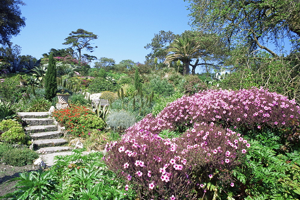 Abbey Gardens, Tresco, Scilly Isles, United Kingdom, Europe