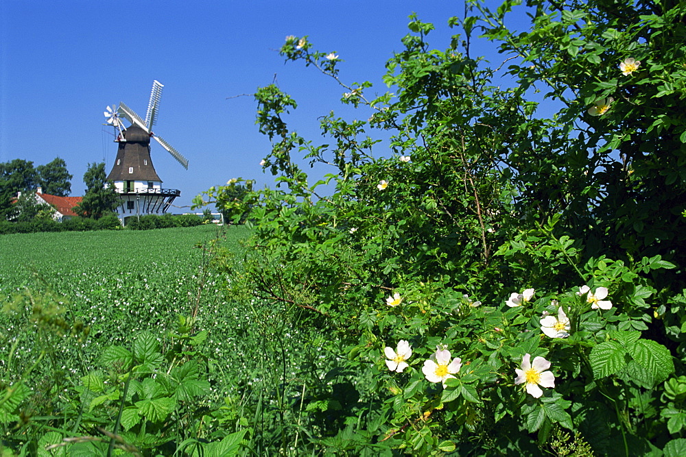 Summer flowers in hedge with the Egeskov Windmill behind, Funen, Denmark, Scandinavia, Europe