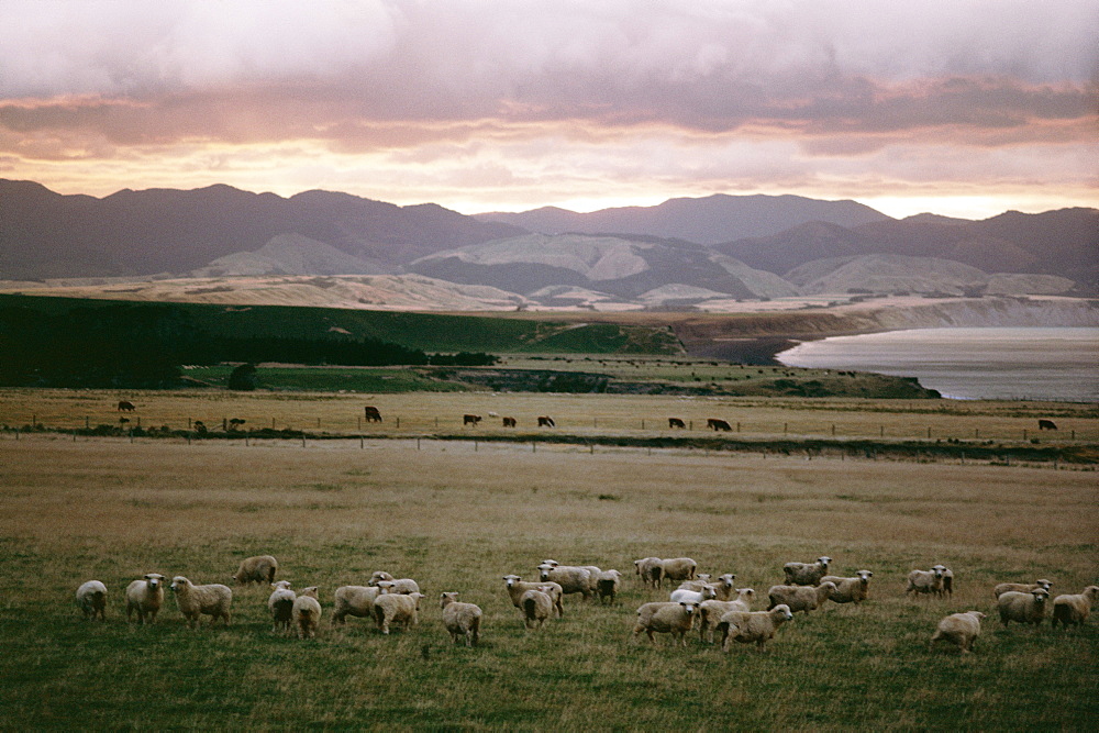 Palliser Bay, Wellington, North Island, New Zealand, Pacific