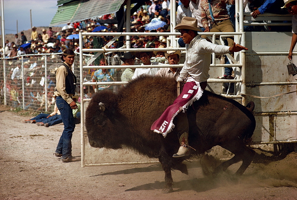 Rodeo riding, Gallup, New Mexico, United States of America, North America