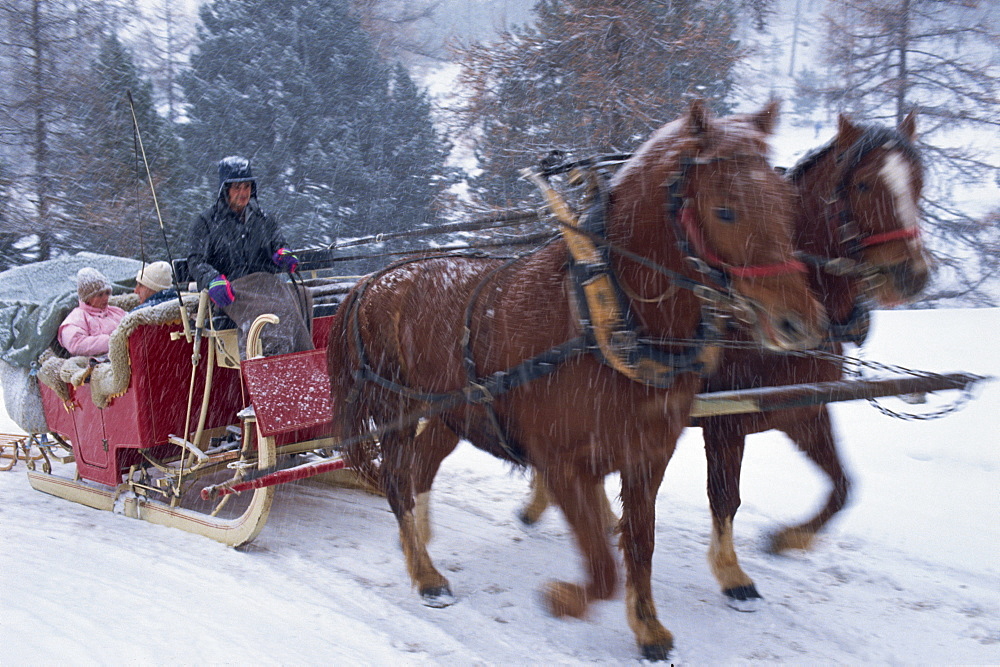 Horse drawn sleigh making for Pontressina in a snow storm, in Switzerland, Europe