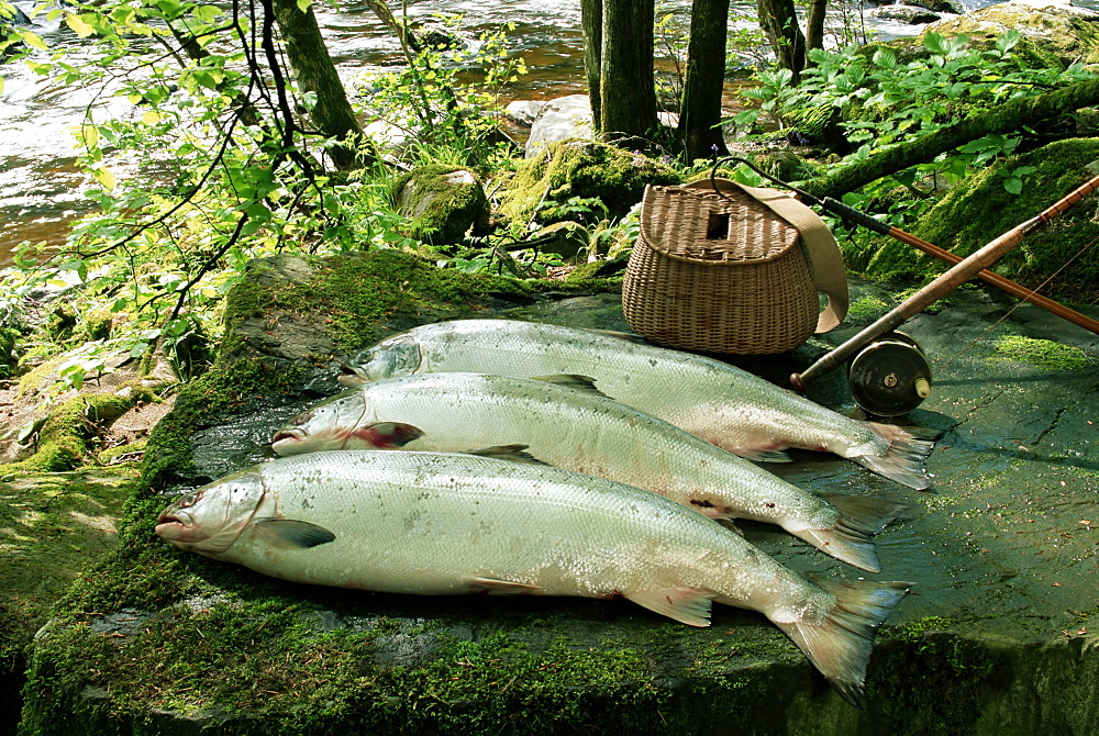 Wild salmon by the River Braan at Dunkeld, Scotland, United Kingdom, Europe