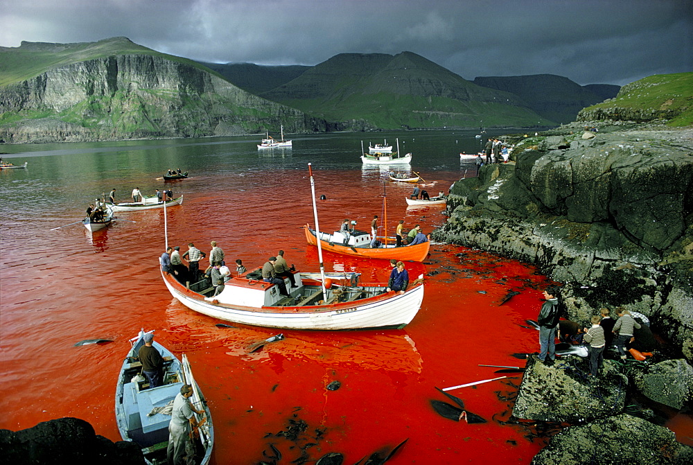 Whaling, Tindholmur Bay, Vagar Island, Faroe Islands (Faeroes), North Atlantic (1968)