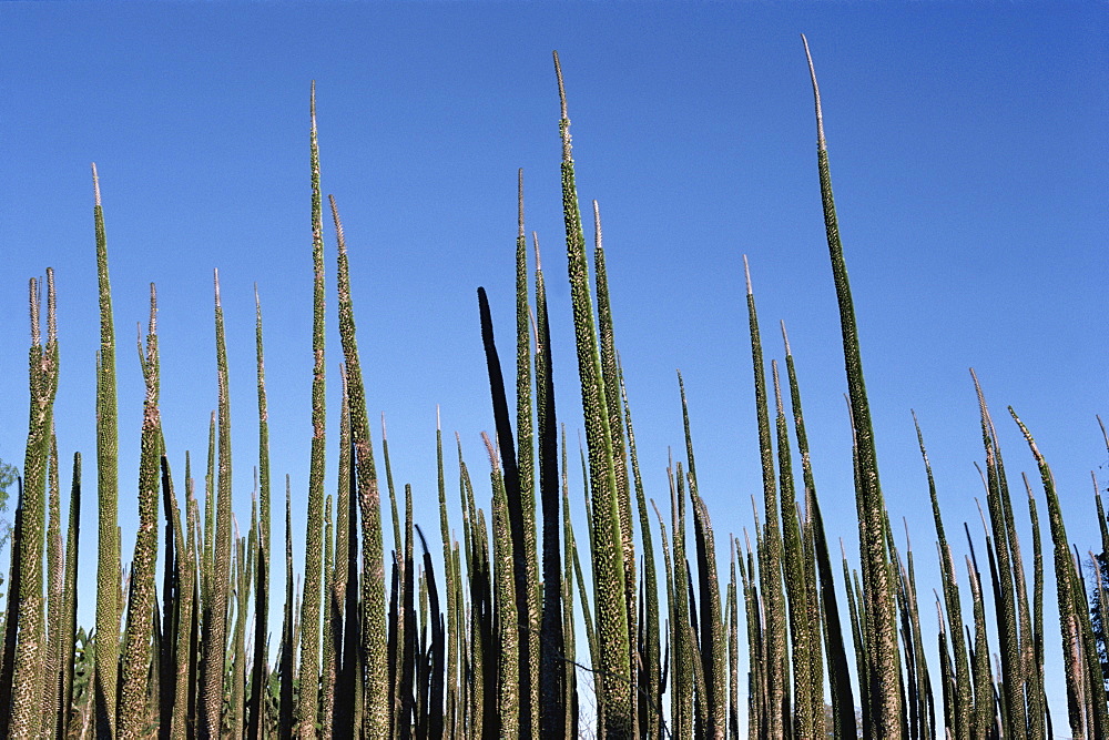 Didieracae, unique to Madagascar, Allaudia at Berenty, Madagascar, Africa