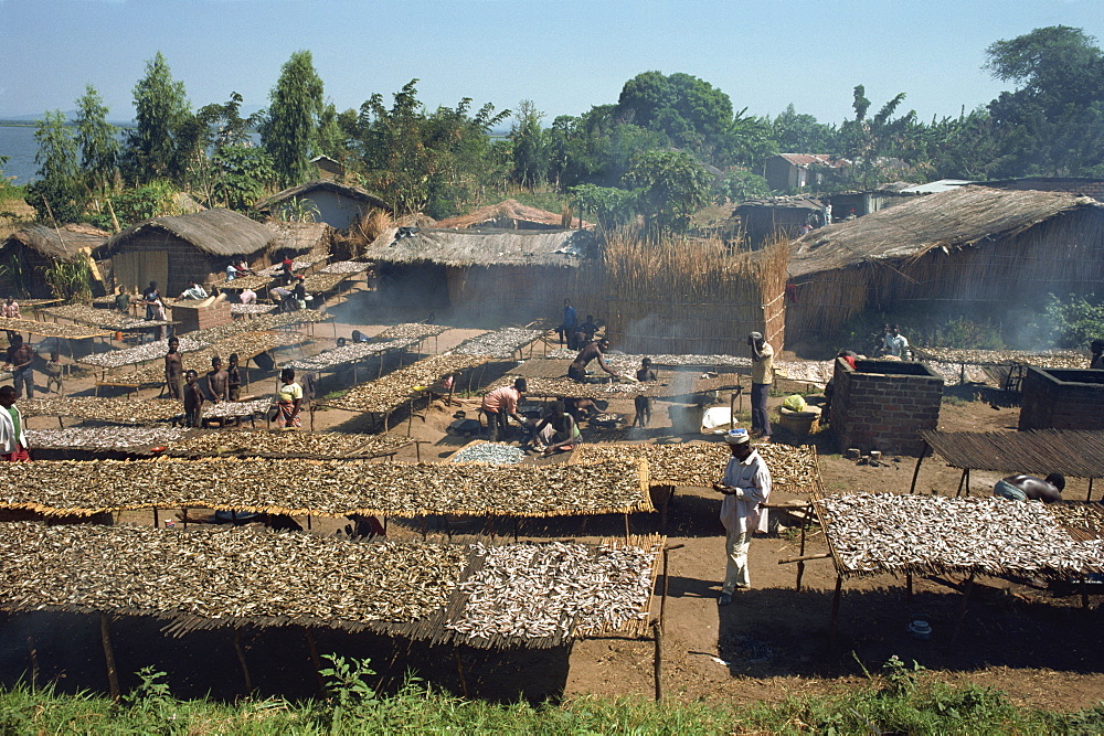 Smoking fish in a Lake Malawi fishing village, Malawi, Africa