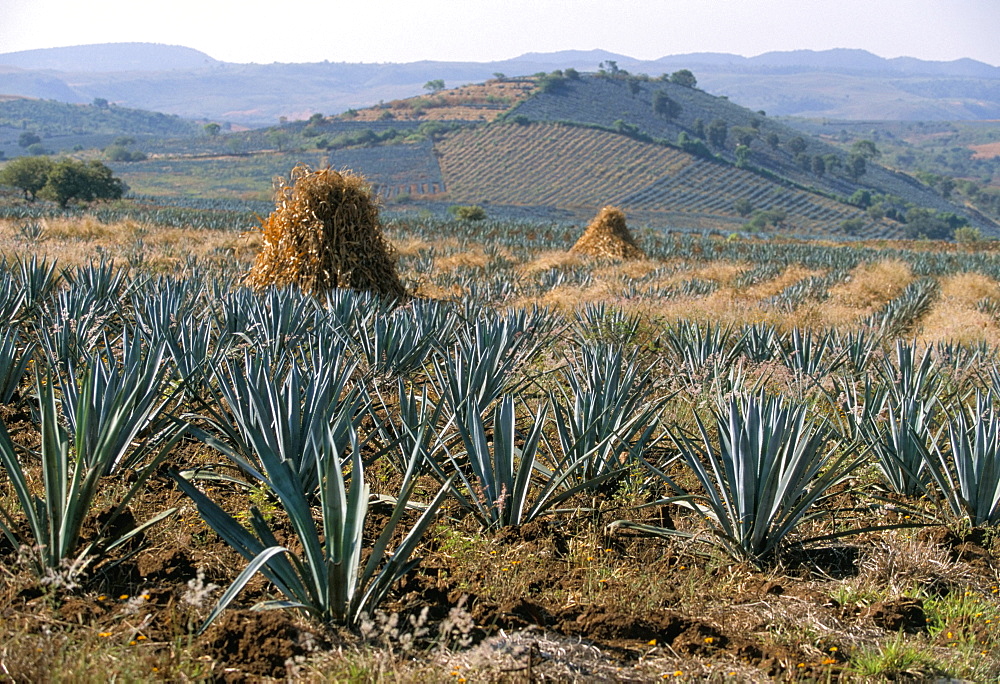 Plantation of the maguey cactus from which the drink tequila is made, northwest of Guadalajara, Mexico, North America