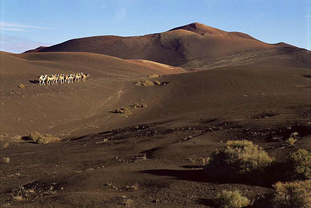 Camels pass through lava flows and volcanoes, Mountains of Fire, Timanfaya National Park, Lanzarote, Canary Islands, Spain, Europe