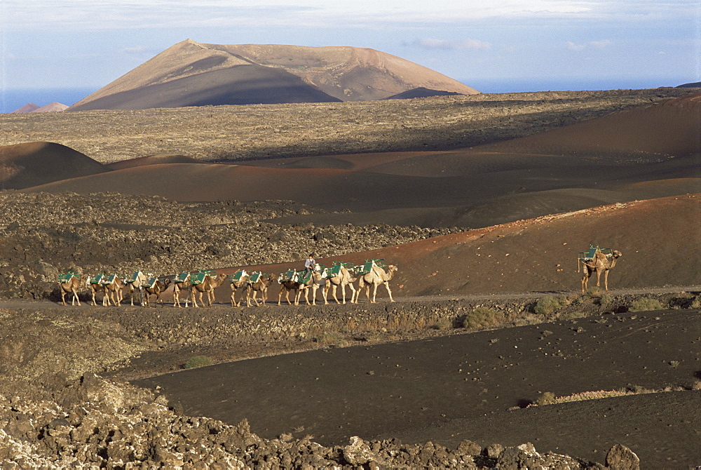 Camels pass through lava flows and volcanoes, Timanfaya National Park (Mountains of fire), Lanzarote, Canary Islands, Spain, Europe