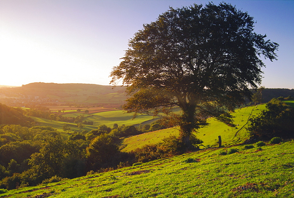 Devon, England, UK, Europe