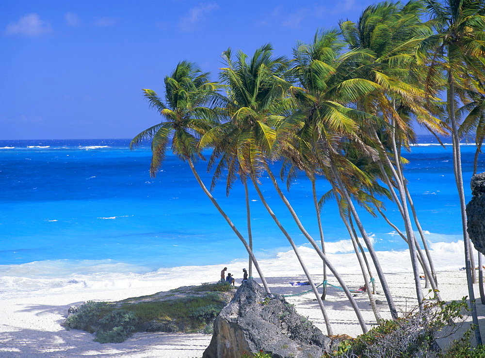 Palm trees and beach, Bottom Bay, Barbados, Caribbean, West Indies, Central America