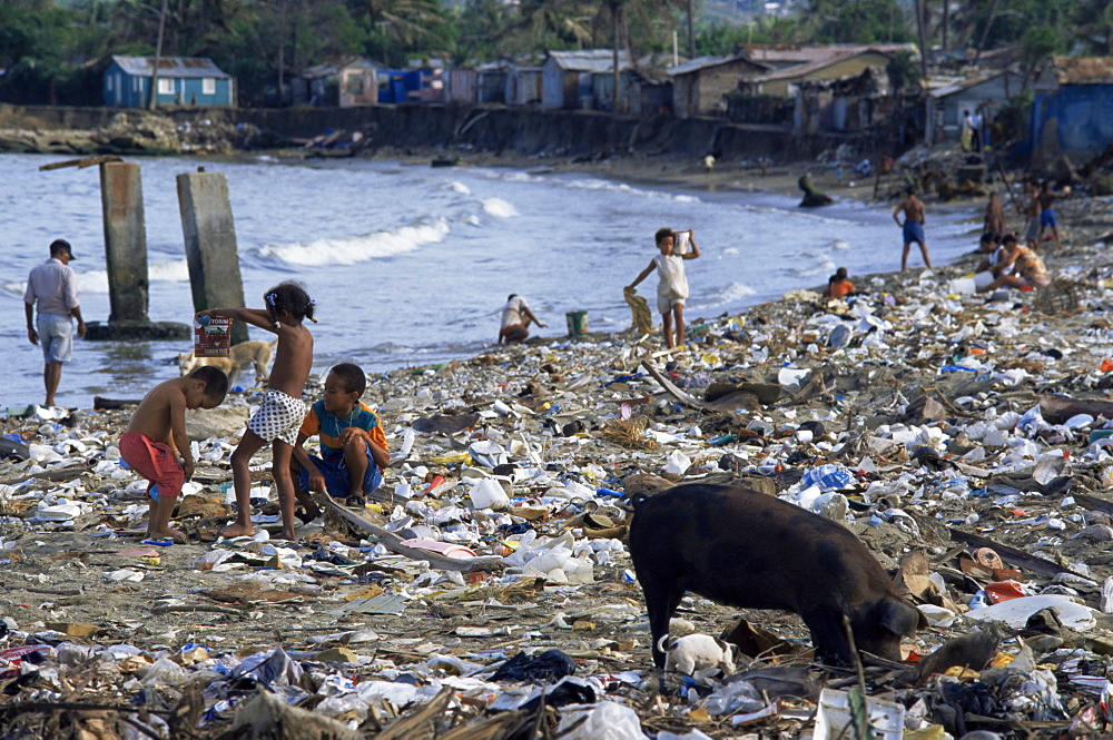 Children and pigs foraging on rubbish strewn beach, Dominican Republic, West Indies, Central America