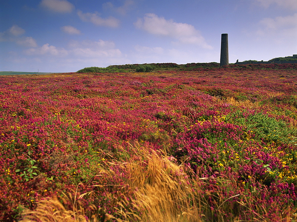 Tin mine near St. Just, and heather, Cornwall, England, United Kingdom, Europe