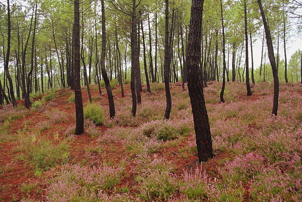 Wild flowers in a forest near Roussillon in Provence, France, Europe