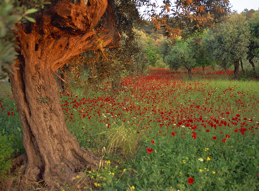 Poppies beneath an old olive tree, on the island of Rhodes, Dodecanese, Greek Islands, Greece, Europe