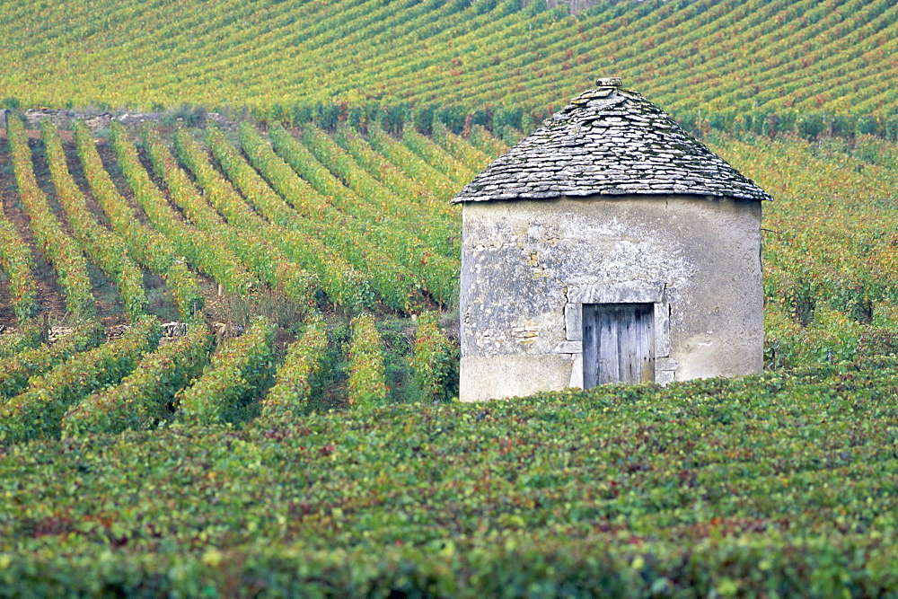 Vineyards, Cote d'Or, Bourgogne (Burgundy), France, Europe