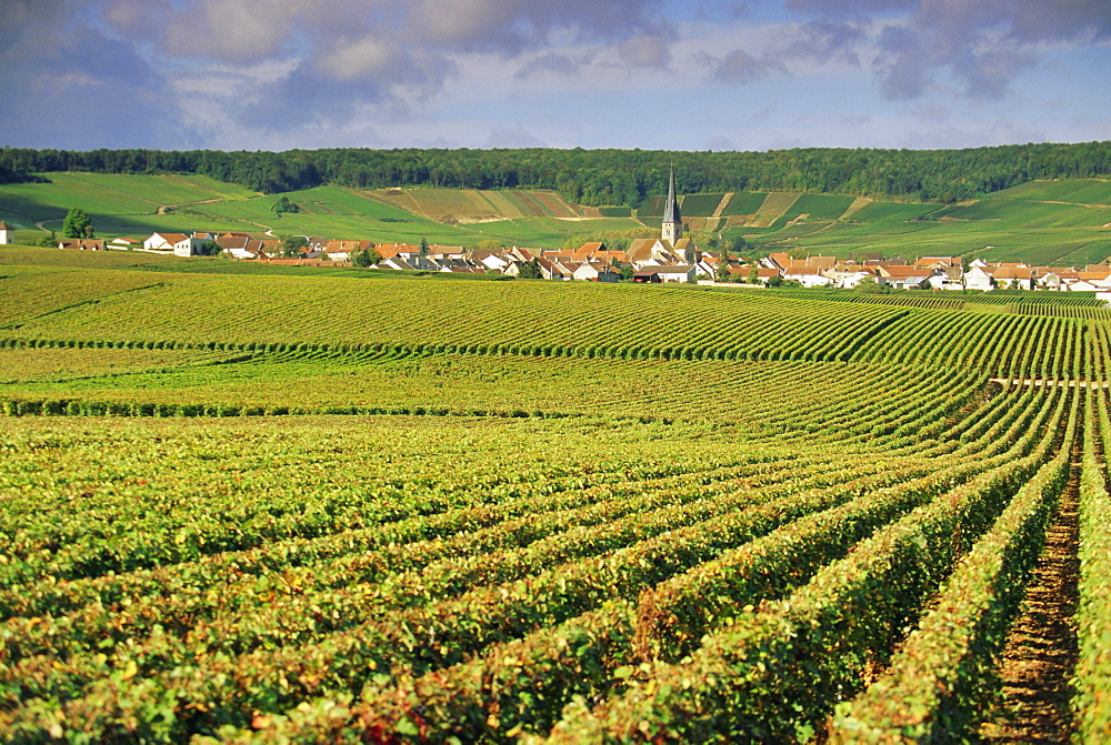 Chamery, Montagne de Reims, Champagne, France, Europe