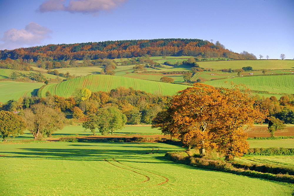 Countryside in autumn in the Otter Valley, Devon, England, UK