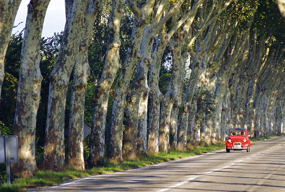 Tree lined rural road, Provence, France, Europe