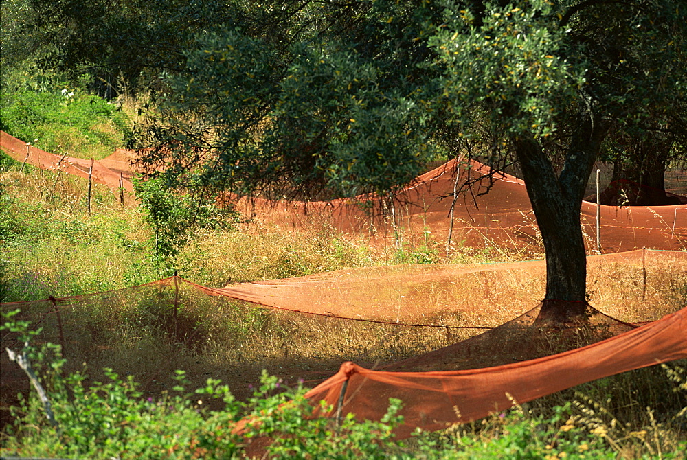 Nets under olive trees, Corsica, France, Europe